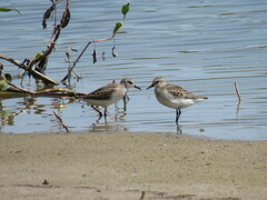 Calidris pusilla