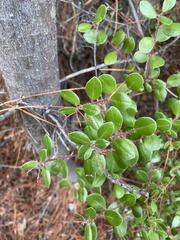 Arctostaphylos sensitiva