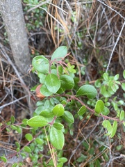 Arctostaphylos sensitiva