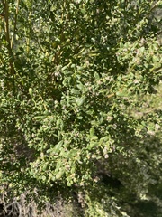 Baccharis pilularis consanguinea