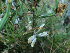 Genista tridentata