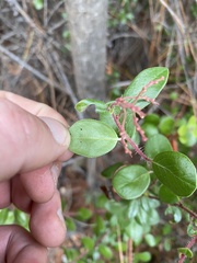 Arctostaphylos sensitiva