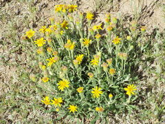Osteospermum muricatum