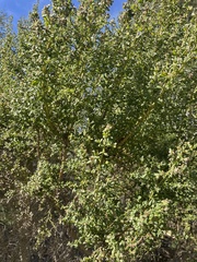 Baccharis pilularis consanguinea