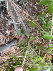 Arctostaphylos sensitiva