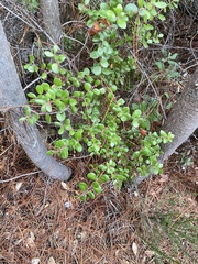 Arctostaphylos sensitiva
