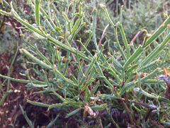 Genista tridentata