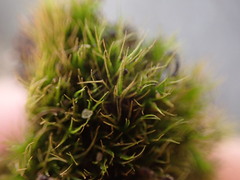 Dicranum condensatum