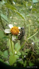 Asemosyrphus mexicanus
