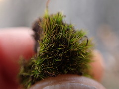 Dicranum condensatum