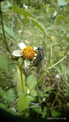 Asemosyrphus mexicanus