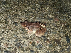 Leptodactylus savagei