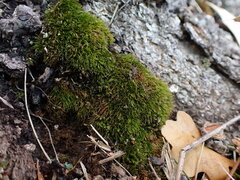 Dicranum condensatum