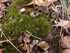 Dicranum condensatum