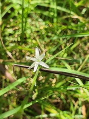 Caesia parviflora