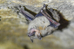 Perimyotis subflavus