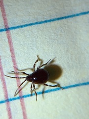 Gibbium aequinoctiale