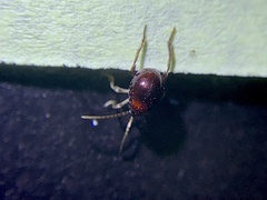 Gibbium aequinoctiale
