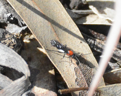 Braconinae