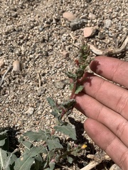 Camissoniopsis micrantha