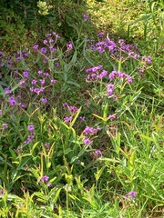 Verbena rigida