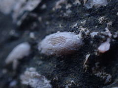 Foraminifera