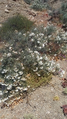 Cordia decandra