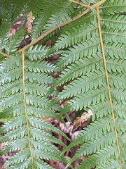 Phytoliriomyza tearohensis