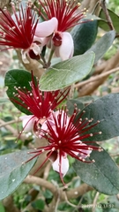 Feijoa