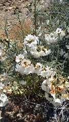 Cordia decandra