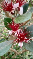 Feijoa