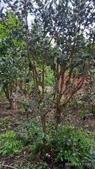 Feijoa