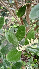 Feijoa