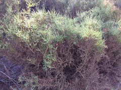 Genista tridentata