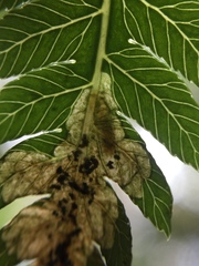 Phytoliriomyza tearohensis