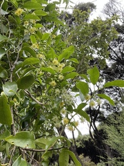 Passiflora tetrandra