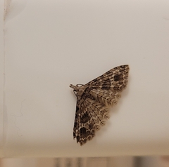 Alucita montana