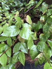 Calycanthus occidentalis