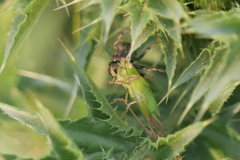 Conocephalus longipes