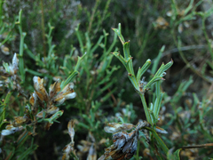 Genista tridentata