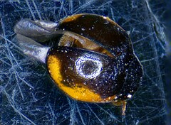 Scymninae