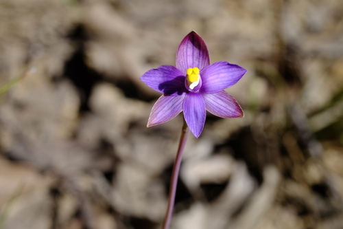 Image of Thelymitra matthewsii by (c) Peter Crowcroft, some rights reserved (CC BY)