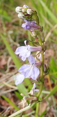 Lobelia