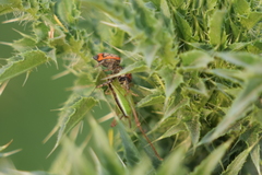 Conocephalus longipes