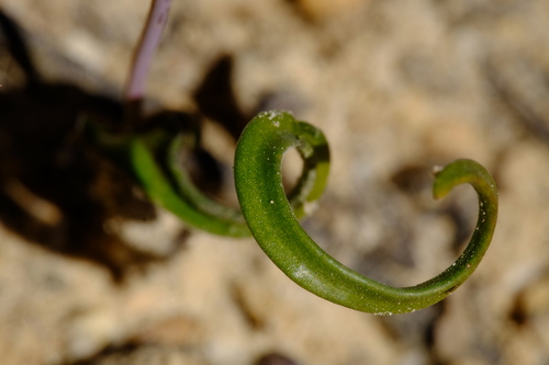 Image of Thelymitra matthewsii by (c) Peter Crowcroft, some rights reserved (CC BY)