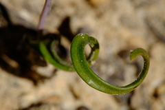 Thelymitra matthewsii