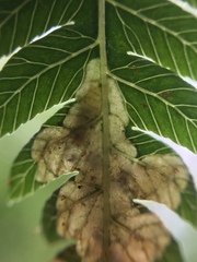 Phytoliriomyza tearohensis