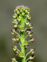 Lepidium bonariense