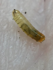 Phytoliriomyza tearohensis