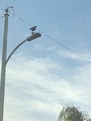 Corvus brachyrhynchos